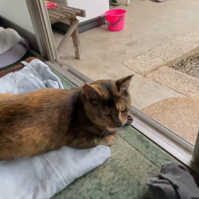 とっても可愛い愛猫ですの画像