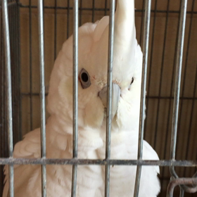 知り合いのブリーダーの画像