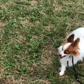 ♪お散歩動画♪代々木公園♪①の画像