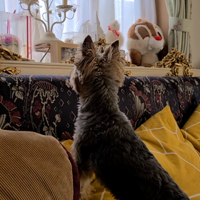 何が見えるの？:;(∩´﹏`∩);:の画像