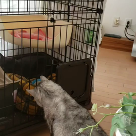 愉快な仲間たち　サイドストーリー①の画像