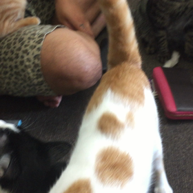 猫カフェムービー☆の画像