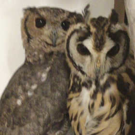 面倒見のよいフクロウの画像