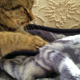 トラ子、訴えるの画像