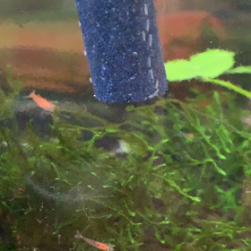 やはりの萌え〜（笑）の画像