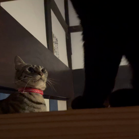 今夜の階段バトルの画像