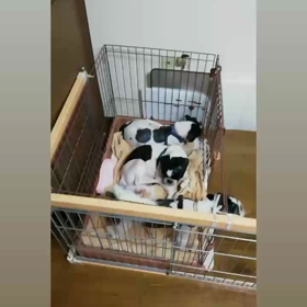 甘えん坊ちゃんの画像