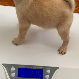 おにぎりくんの体重測定！の画像