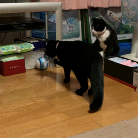 電動のおもちゃ…怖いらしいの画像