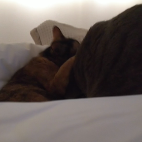 おやすみのひ。の画像