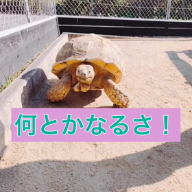 【人生何とかなるさ！】の画像