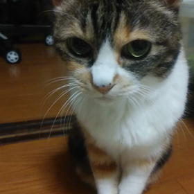 今日のヤギ声の画像