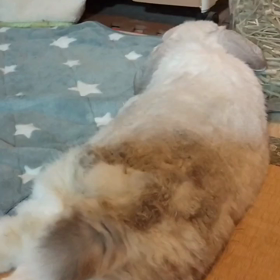 ぺろぺろタイムの画像