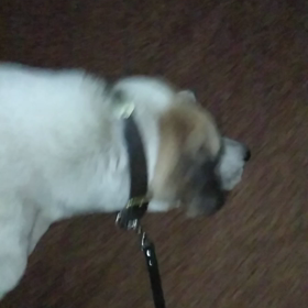 ジャッさんとの日々462の画像