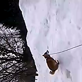 走るニコ。の画像