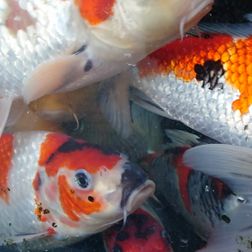 発見！！！の画像