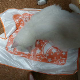 マタタビシート✨の画像