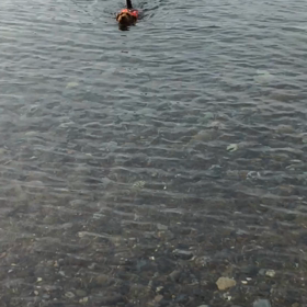 今年も青井浜  わんわんビーチへ！の画像