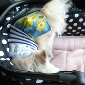 なにゆえそーなる |ω･`)？の画像