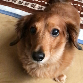 ママお仕事行かないでワンの画像