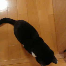 新しいオモチャにチビ興奮♪の画像