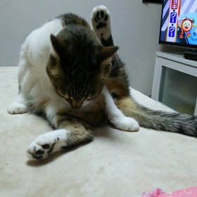 雨だにゃーの画像