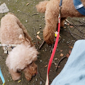 今日の散歩の画像