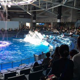 イルカさん。の画像