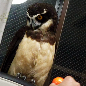 まりも？の画像