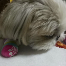 コロ助の受難『謎の痼・前編』の画像