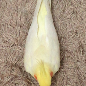 足と歌う♪の画像