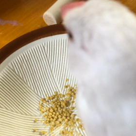 命から命への画像