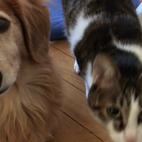 布団が干せない。チップとデールが太った。の画像