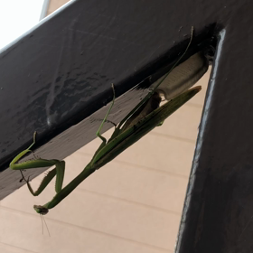 カマキリの産卵の画像