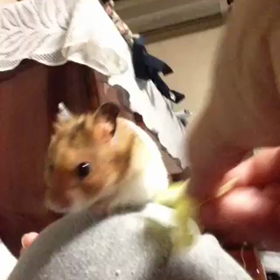 ありがとうね、ハムちゃんの画像