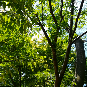 庭でのひとときの画像