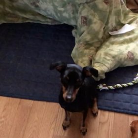 外出自粛･･･ですっての画像