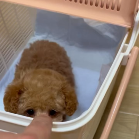 星降る夜に聞かせてよちゃんNew動画の画像