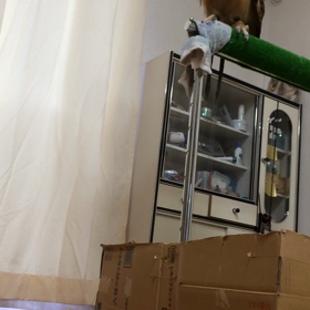 ゴーゴーマウスの画像