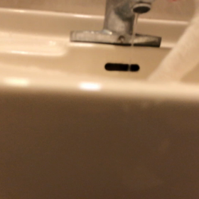 今日のテンの画像