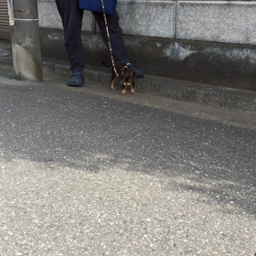 初めての、お散歩の画像