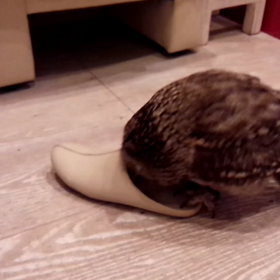 夜ご飯♪　動画です！の画像