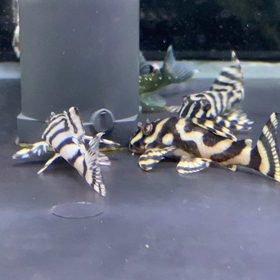 さぁ〜1週間の始まりです‼️の画像