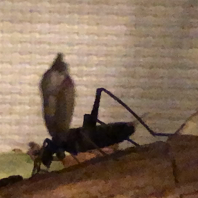 鈴虫の鳴いている姿見た事ある？の画像