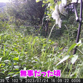 すぎぴたんの事件簿シーズン3　329話（密着・無銭飲食24時！！ハクビシン編）の画像