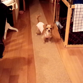 クッションと格闘！の画像