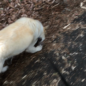 看板犬“ひなた”のお散歩の画像