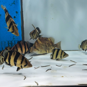 シャムタイガーは満腹の後も発色良き！の画像