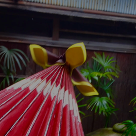 雨の日曜日の画像