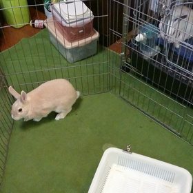 今日の小梅ちゃんの画像